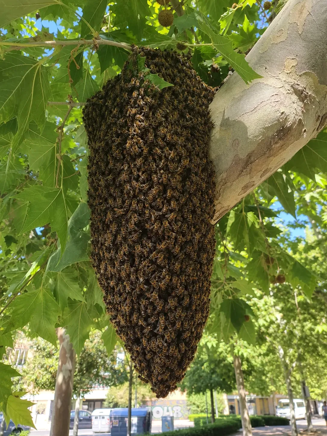 Tratamiento de abejas y enjambres en Llinars del Vallès — LlinarsPlagas