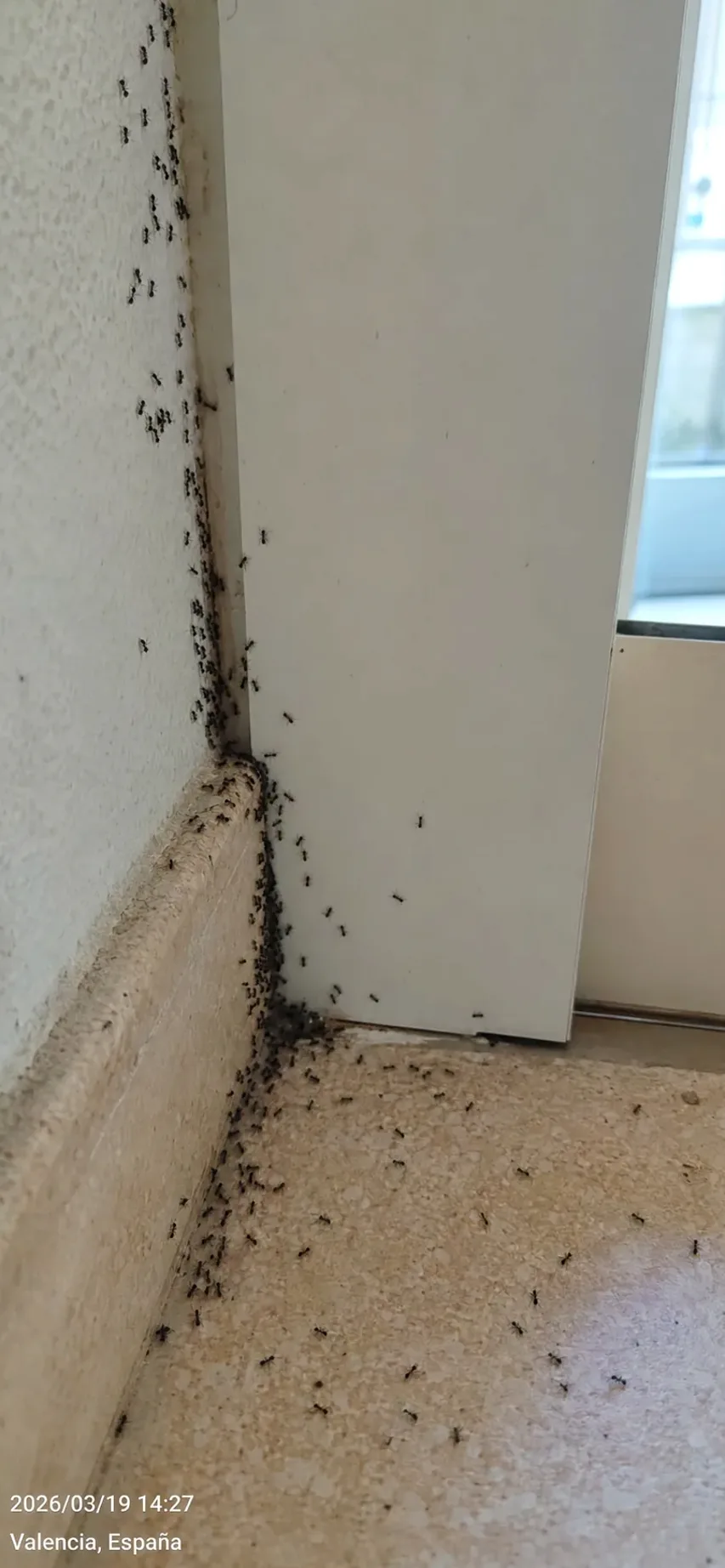Tratamiento de hormigas en Llinars del Vallès — LlinarsPlagas