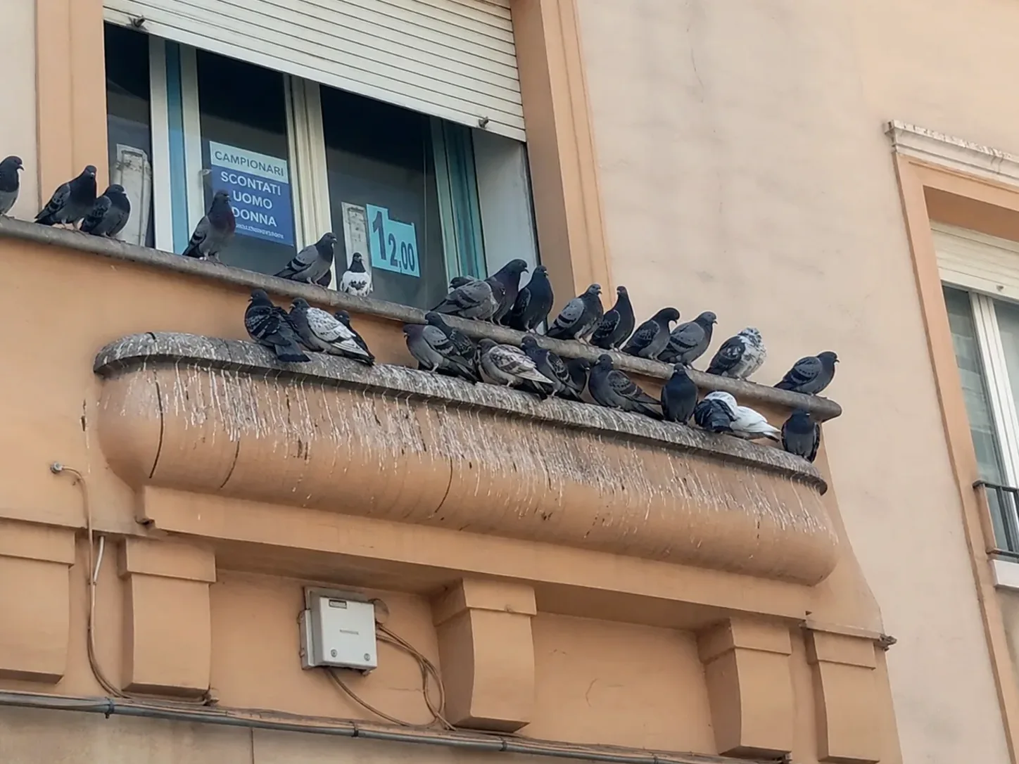 Palomas posadas en la cornisa de un edificio en Llinars del Vallès