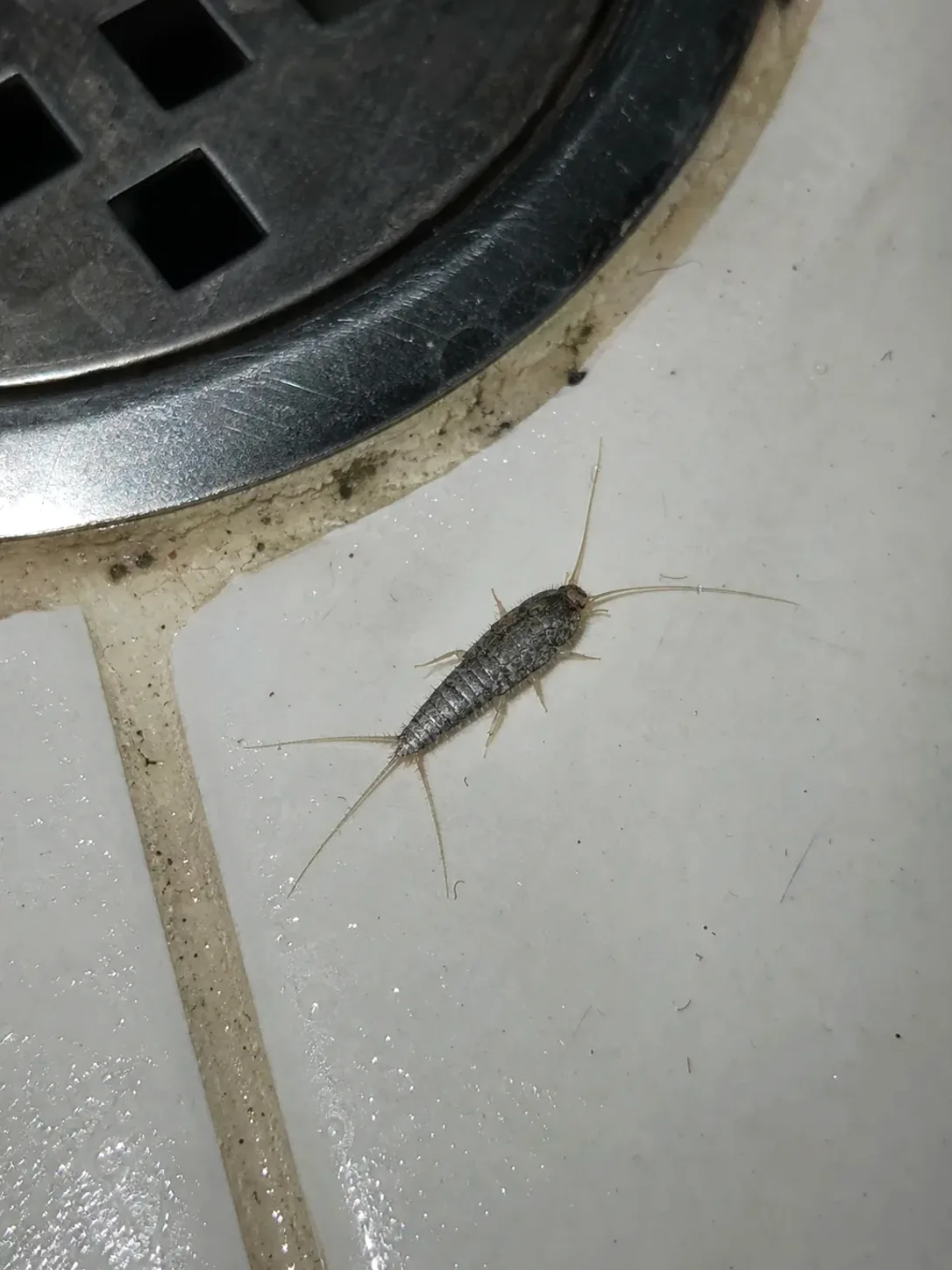 Pececillo de plata junto al desagüe del baño