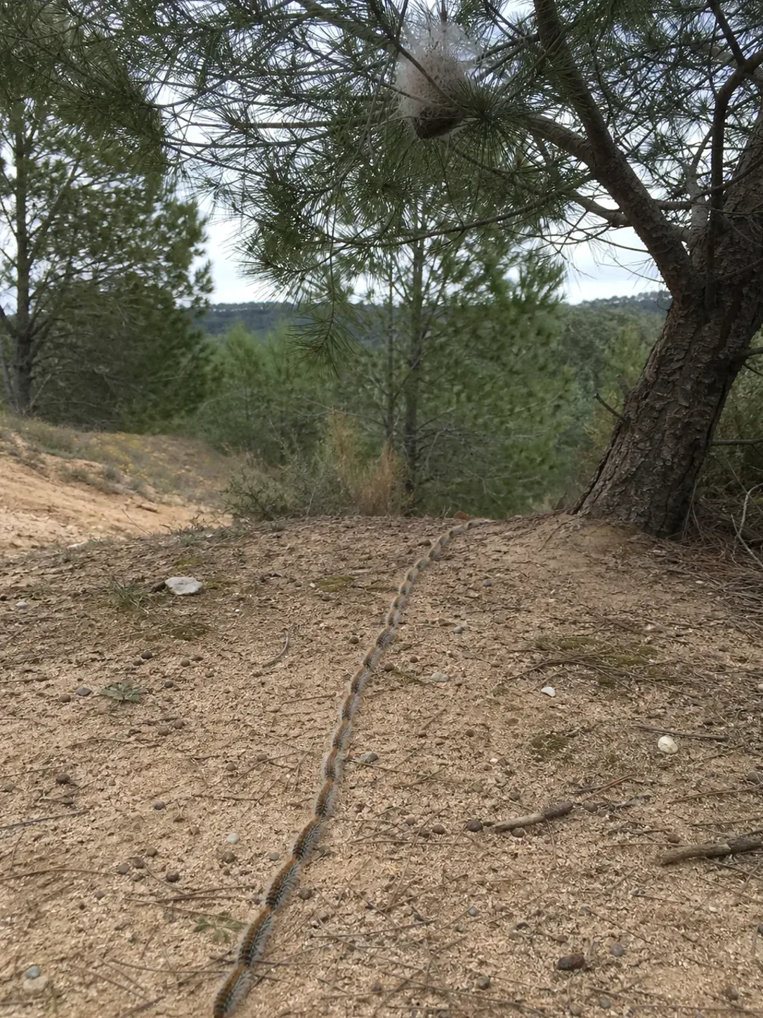 Tratamiento de procesionaria del pino en Llinars del Vallès — LlinarsPlagas