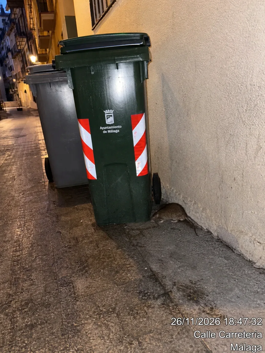 Ruidos en el techo por la noche: ¿son ratas? Cómo saberlo